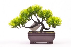 Mini bonsai 3 colores 3202 (1).jpg